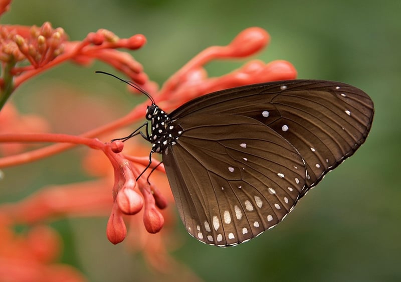 Butterfly gardens