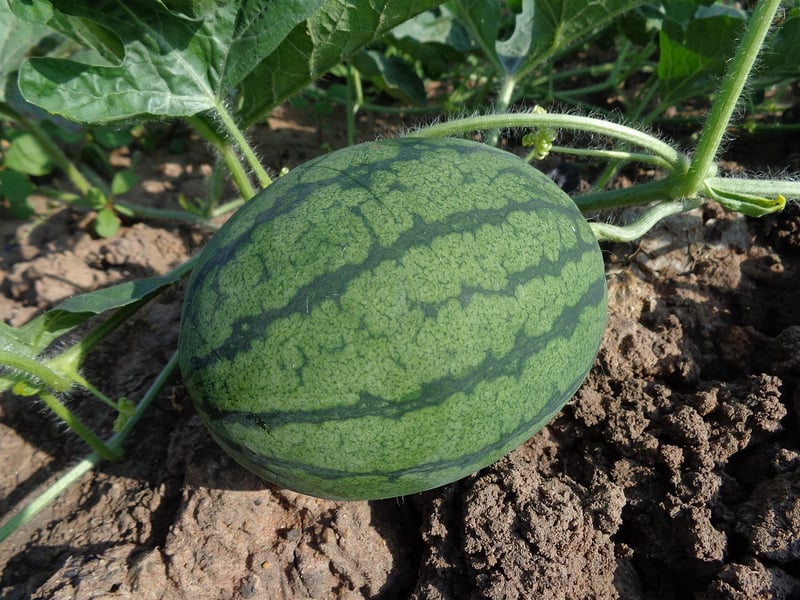 Organic gardening
