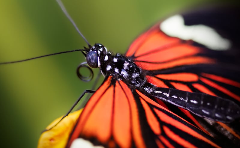 Pollinator zones