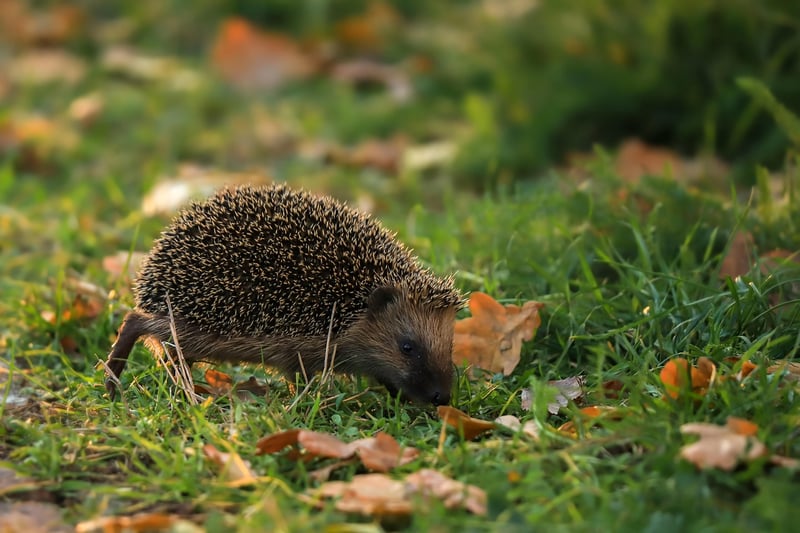 Hedgehog House